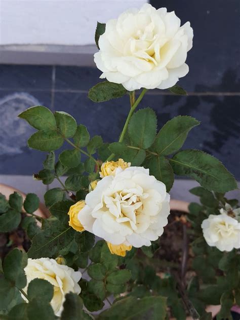 buy roses plants in celina tx